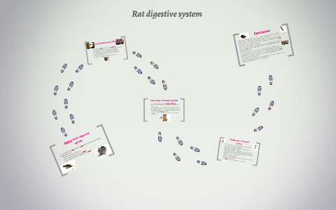 Rat digestive system by Alexandra Kania on Prezi