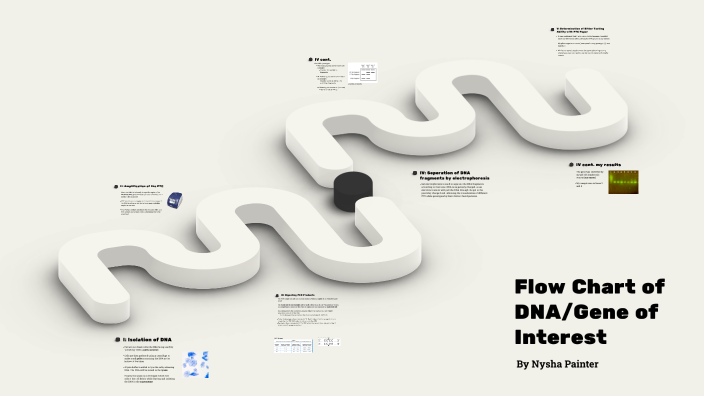 Flow Chart of DNA/Gene of Interest by nysha painter on Prezi