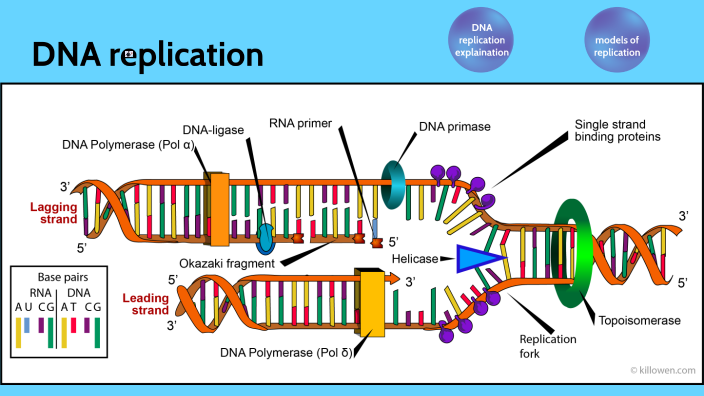 DNA replication by Haoyang Jack Zhang on Prezi