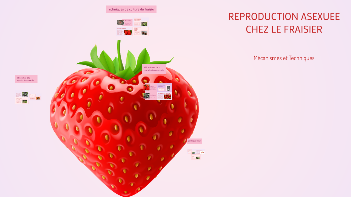 REPRODUCTION ASEXUEE CHEZ LE FRAISIER by YASMINE HATBI on Prezi