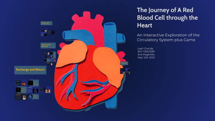 The Journey of A Red Blood Cell through the Heart by Ave Maglietta on Prezi