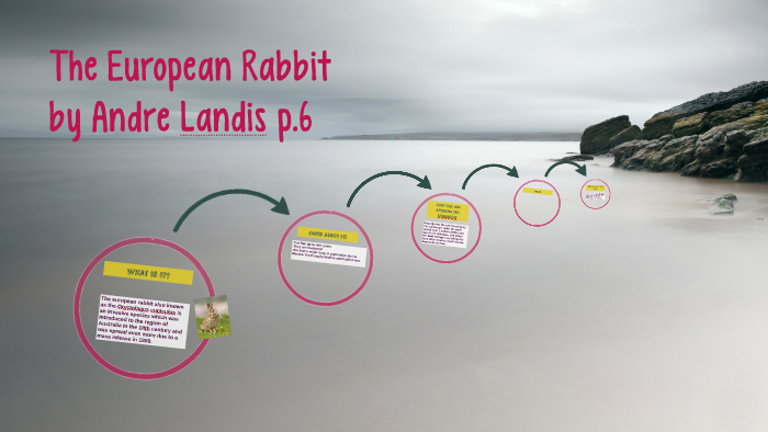 The European Rabbit by Andre Landis on Prezi