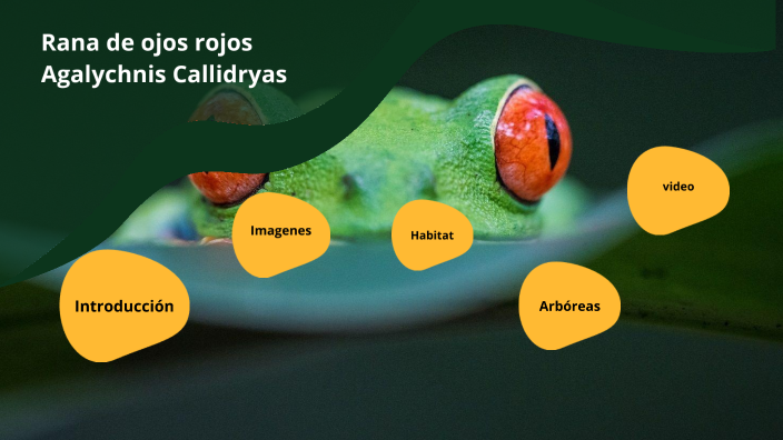 Rezi Rana Rana de ojos rojos by Lisette Salas Mora on Prezi