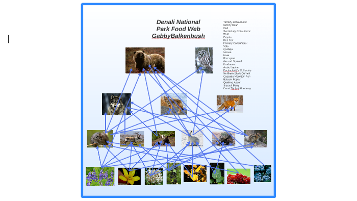 Denali National Park, Alaska Food Web by Gabrielle Balkenbush on Prezi