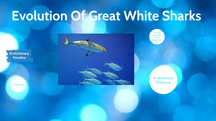 Evolution Of Great White Sharks by DANIELA GOMEZ on Prezi