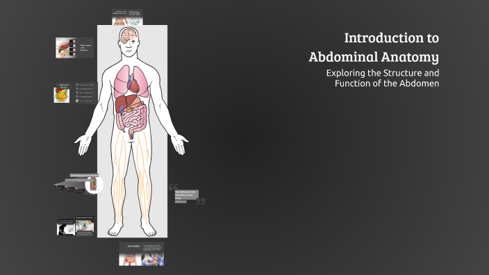 Introduction to Abdominal Anatomy by Taylor Griffiths on Prezi