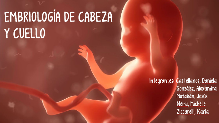 EMBRIOLOGÍA DE CABEZA Y CUELLO by on Prezi