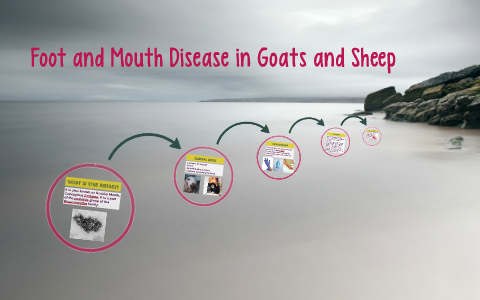 Foot and Mouth Disease in Goats and Sheep by Daniela Lima on Prezi