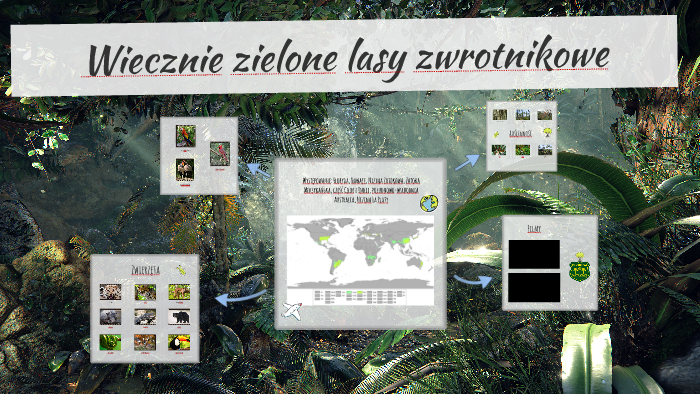 Wiecznie Zielone Lasy Równikowe Wiecznie zielone lasy zwrotnikowe by Weronika Krzewniak on Prezi