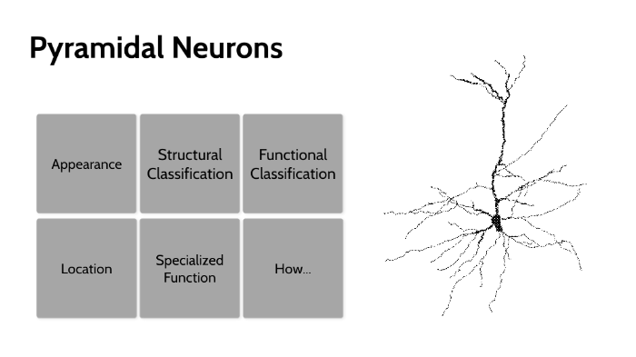 Pyramidal Neurons by J S on Prezi