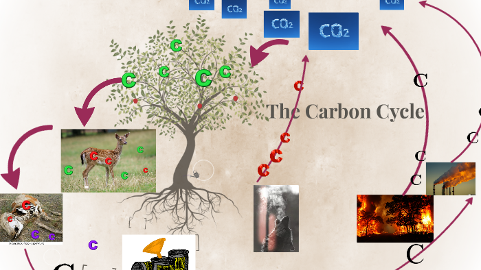 The Carbon Cycle by ulises aragon on Prezi