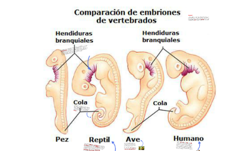 Resultado de imaxes para: comparacion de embriones de vertebrados