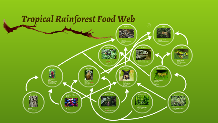 Tropical Rainforest Food Web By Victor Garcia On Prezi 9441
