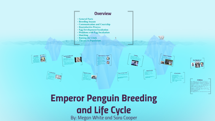Emperor Penguin Breeding and Life Cycle by Megan White
