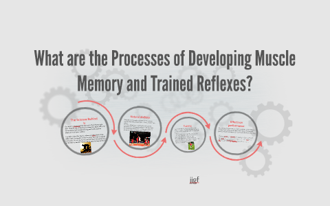 Muscle Memory Development What are the Processes of Developing Muscle Memory and Train by Austin ...