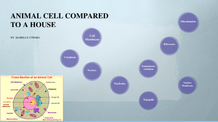 ANIMAL CELL COMPARED TO A HOUSE by Isabelle Streko on Prezi
