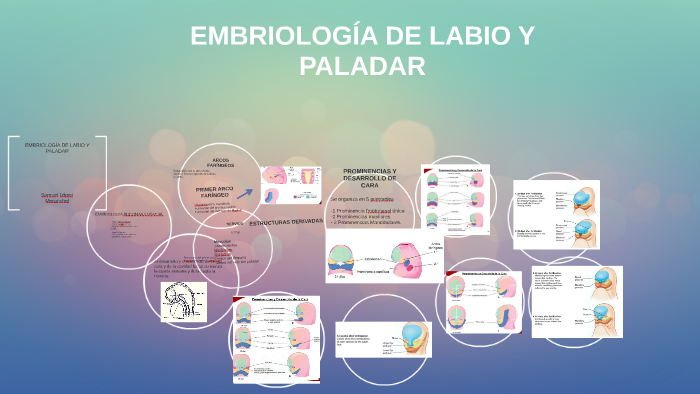 EmbriologÍa De Labio Y Paladar Hendido By Carmen Graillet On Prezi 9088
