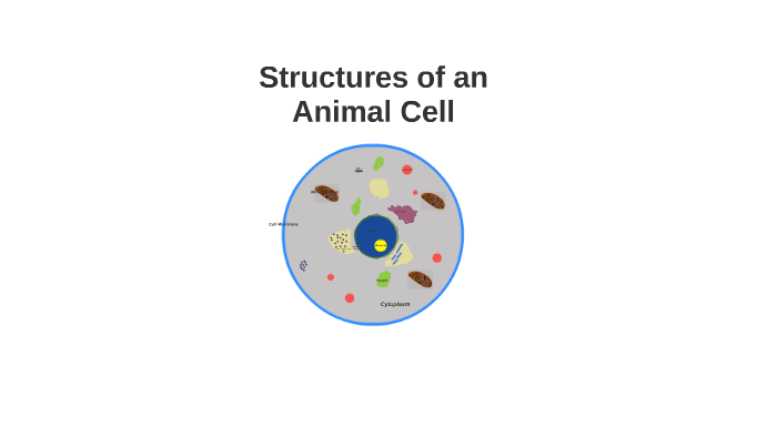 Structures of an Animal Cell by Conor Seetal on Prezi