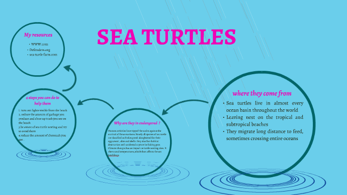 SEA TURTLES by alondra colón on Prezi