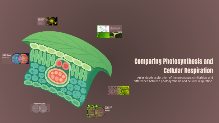 Comparing Photosynthesis and Cellular Respiration by Emmanuel Contreras ...
