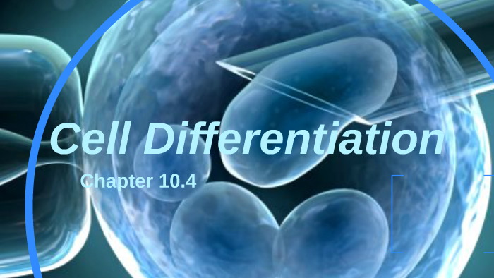10.4 Cell Differentiation Answer Key Pdf