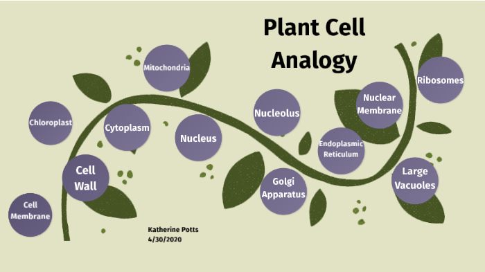 Plant Cell Analogies by Katherine Potts on Prezi