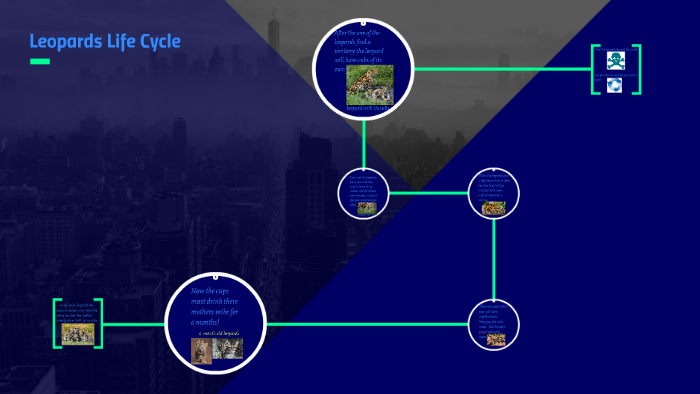 Leopards Life Cycle By Benson Palacios Rivera On Prezi 1452