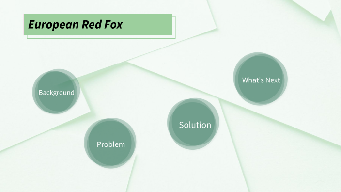 red fox - invasive species by natalie borm