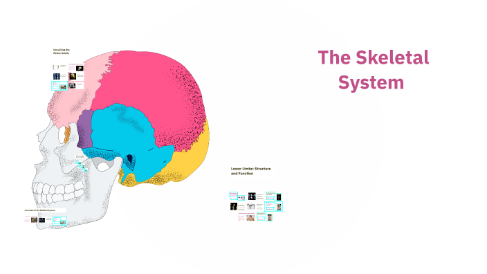 Understanding the Skeletal System by Travis Simeon Galban on Prezi