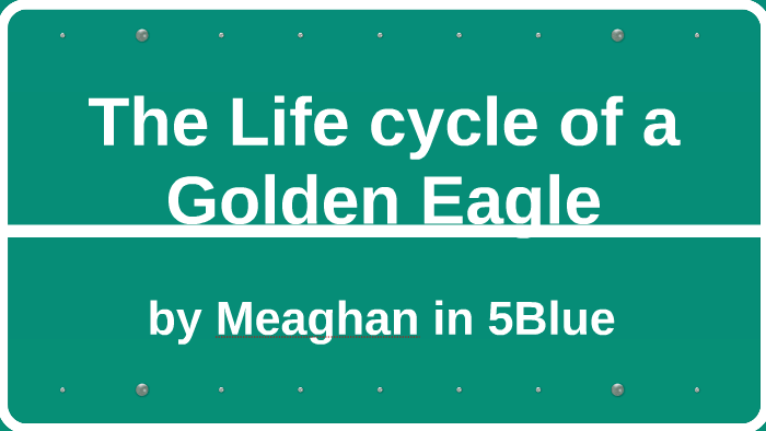 The Life Cycle Of A Golden Eagle By Rob Frost On Prezi