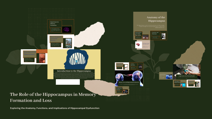 The Role of the Hippocampus in Memory Formation and Loss by Aissa ...