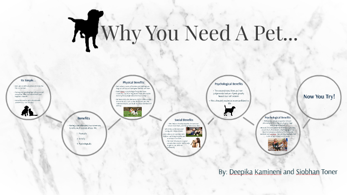 reasons-you-need-a-pet-sitter-pet-sitters-pets-animal-lover