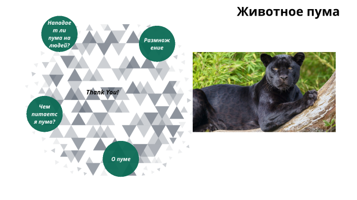 пума by Кулешова Серафима on Prezi