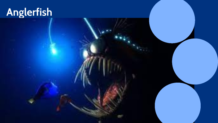 Anglerfish by Caden Farrar on Prezi
