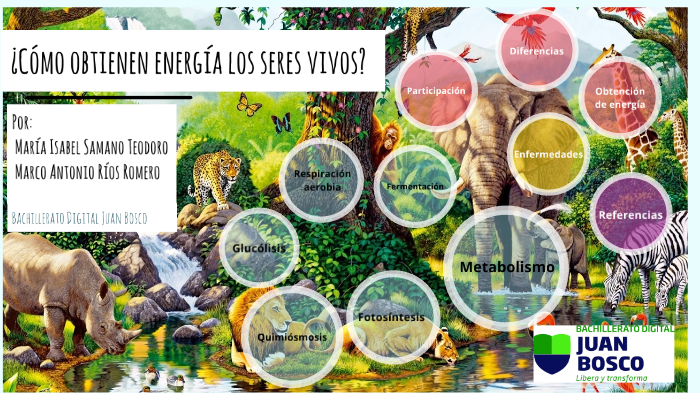 ¿cómo obtienen energía los seres vivos? by Marco Ríos on Prezi