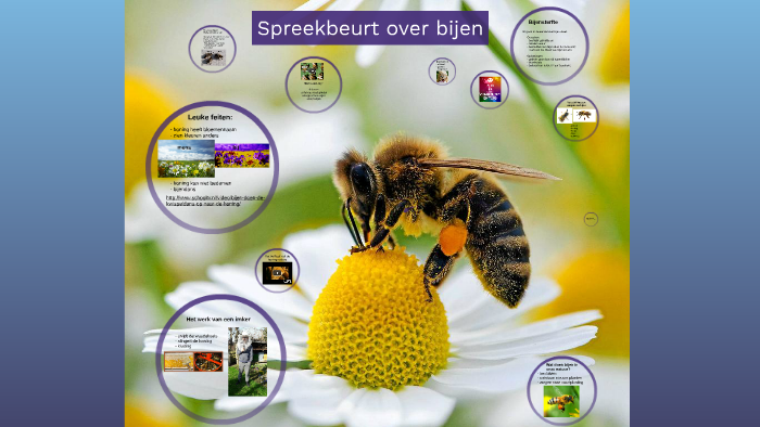 Spreekbeurt Over Bijen By On Prezi