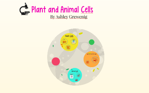 Plant and Animal Cells by Ashley Grewenig on Prezi