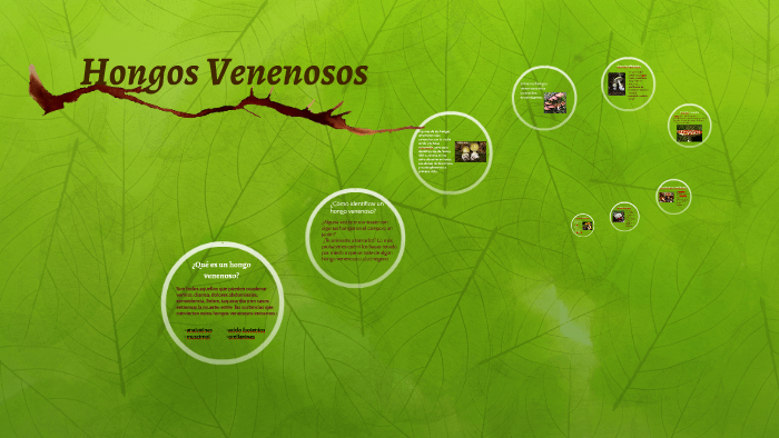 Hongos Venenosos by Salvatore Rubio Argott on Prezi