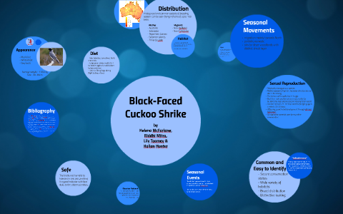 Black-Faced Cuckoo Shrike Presentation by Lily Toomey on Prezi