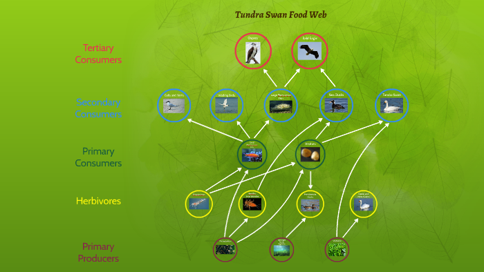 swan food web