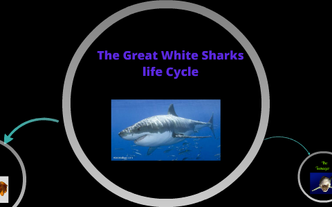 The Great White Sharks life Cycle by Christian Chimbwanda on Prezi