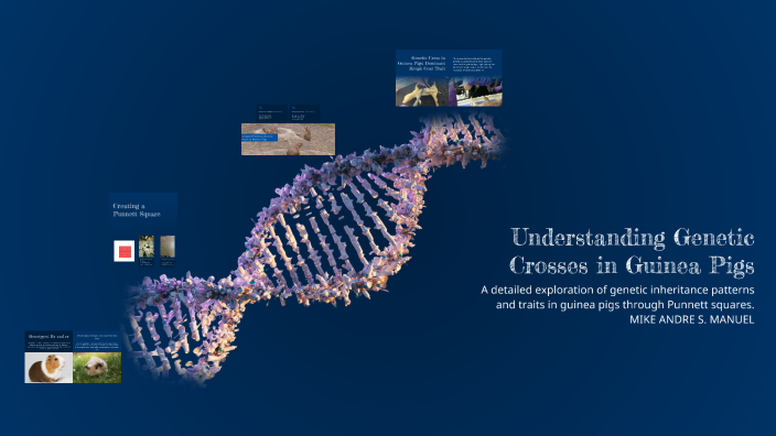 Understanding Genetic Crosses in Guinea Pigs by Mike Andre Manuel on Prezi