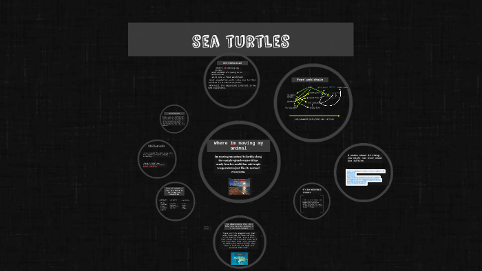Sea turtles by Emanuel Mendoza on Prezi