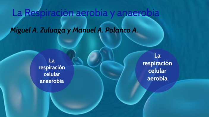 Respiracion Celular Aerobia Y Anaerobia By Miguel Ángel Zuluaga Aguirre 9192