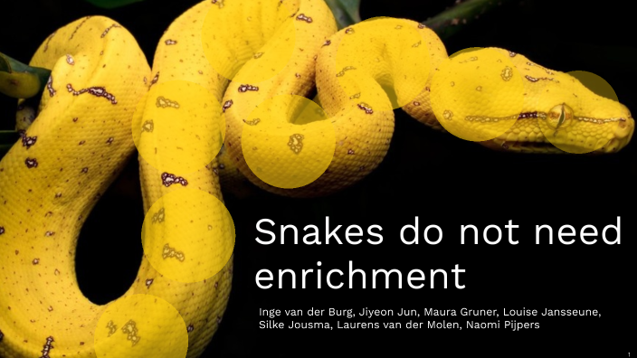 Curated visual reference: Picture Idea: Snake Enrichment By Wolk Blad On Prezi