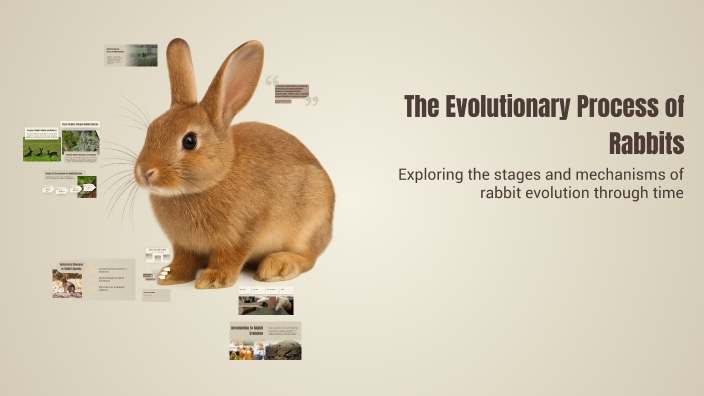 The Evolutionary Process of Rabbits by erfan Hamidi on Prezi