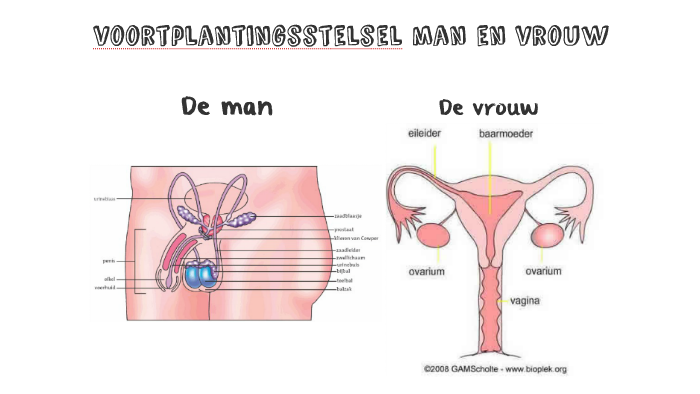 voortplantingsstelsel man en vrouw by Zoë Fransman on Prezi