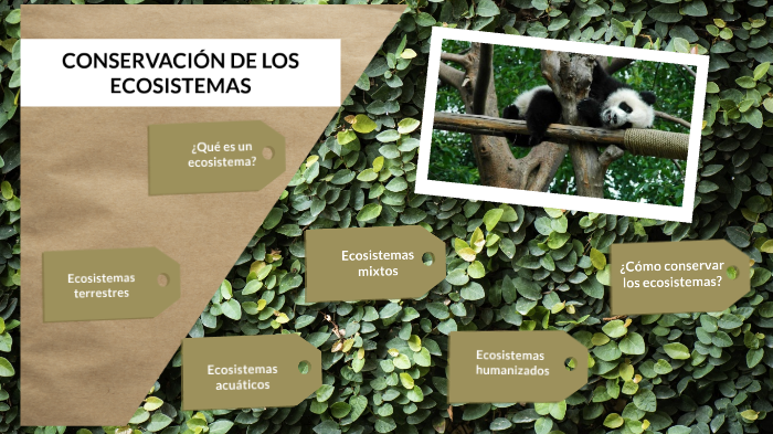 Tipos De Ecosistemas Y Su Conservación By Sergio Quitián Zárate On Prezi 6029