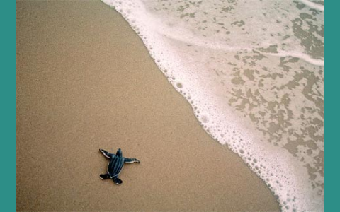 Leatherback Sea Turtles by Kelcey S on Prezi