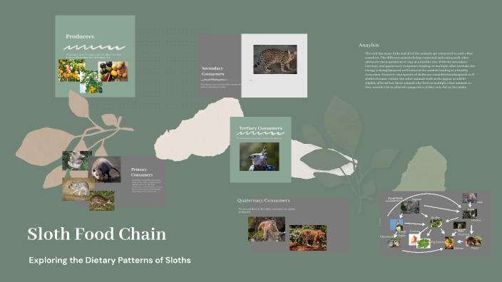 Sloth Food Chain by Matilyn Workman on Prezi